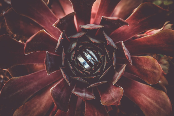 Photograph Mischa Baettig Flower And Rings on One Eyeland