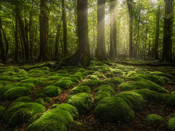 Photograph Stanley Loong Green Pillows Deep In The Red Beech Forest on One Eyeland