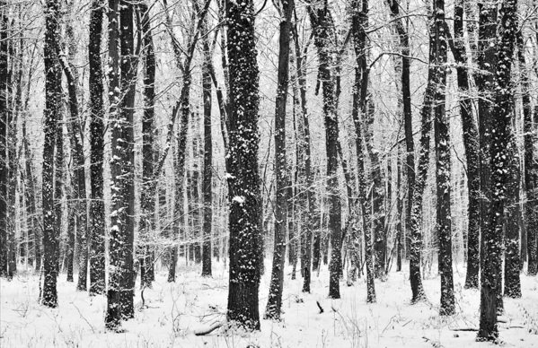 Photograph Ilija Stanusic Forest In Winter on One Eyeland