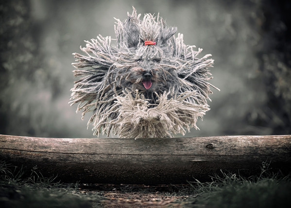 Photograph Mike Kremer Puli Kaethe on One Eyeland