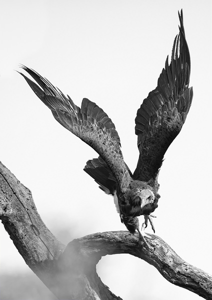 Photograph Henri Burger Bw 01 Bird on One Eyeland