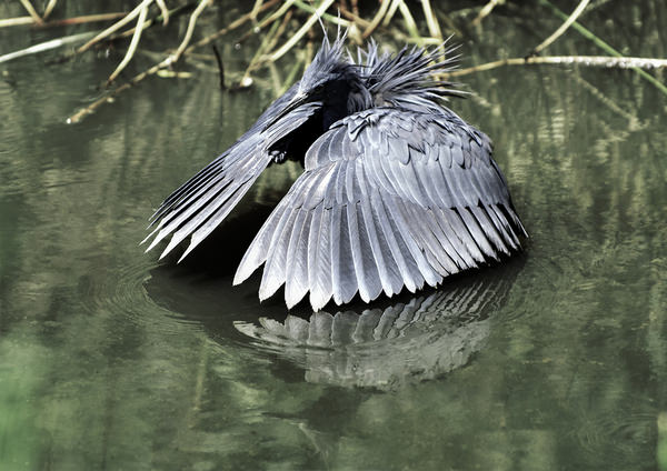 Photograph Henri Burger Colour 01 Bird on One Eyeland