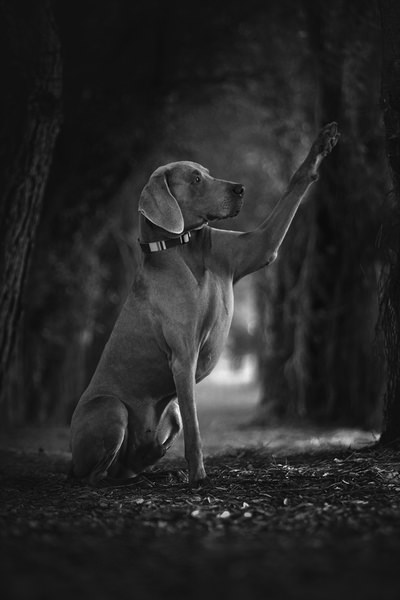 Photograph Alexandre Marques Keeper on One Eyeland