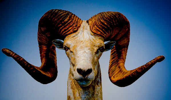 Photograph Yoshitaka Aida A Goat on One Eyeland