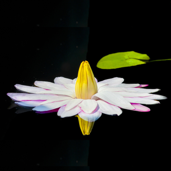 Photograph Do Trong Danh Flower Lily on One Eyeland