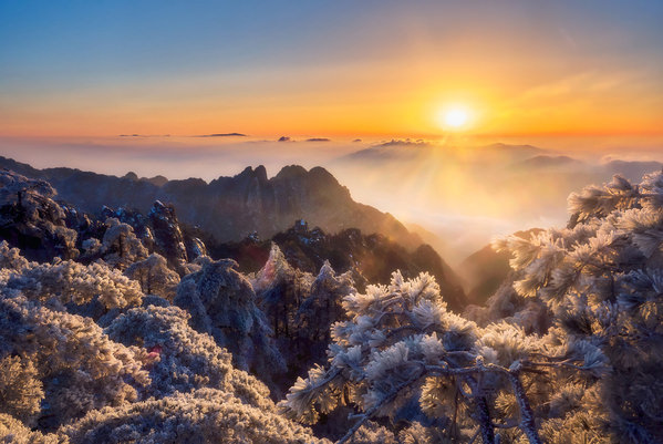 Photograph Kok Tien Sang Golden Pines on One Eyeland