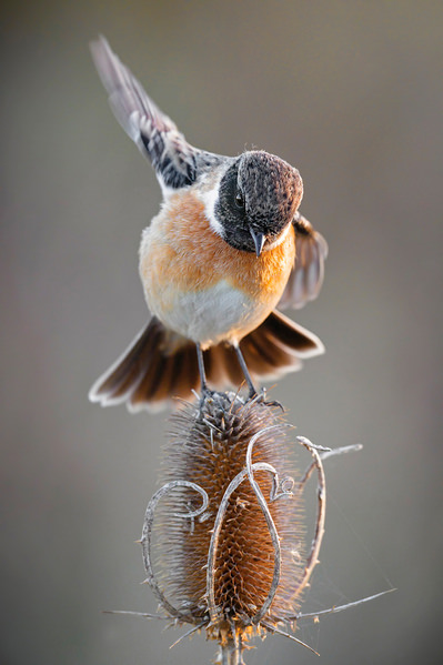 Photograph Vincenzo Iacovoni A Virtuous Landing on One Eyeland