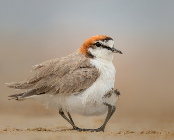 Photograph Deepak Kumar Red Capped Plover on One Eyeland