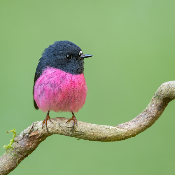 Photograph Deepak Kumar Pink Robin on One Eyeland