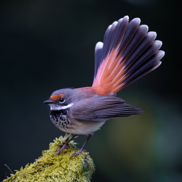 Photograph Deepak Kumar Rufous Fantail on One Eyeland
