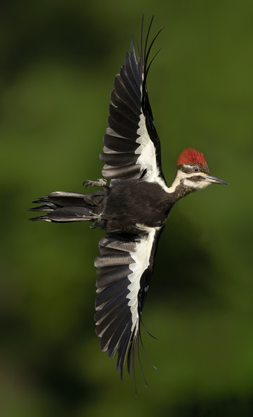 Photograph Tin Sang Chan Pileated Woodpecker on One Eyeland