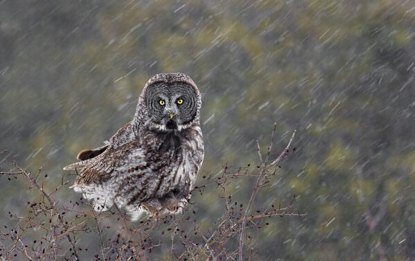 Photograph Tin Sang Chan Great Gray Owl In Snow Storm on One Eyeland