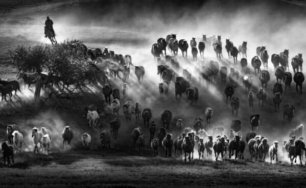 Photograph Kok Tien Sang Gallop on One Eyeland