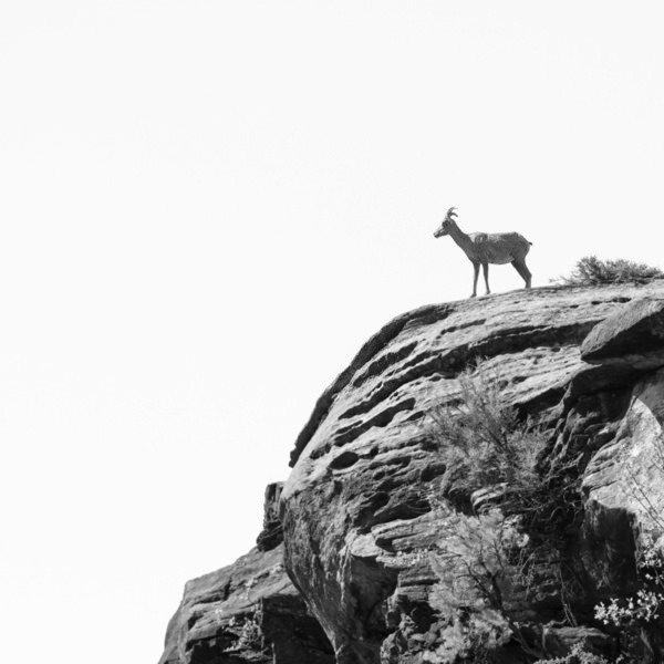 Photograph Josh Ewing Goat on One Eyeland