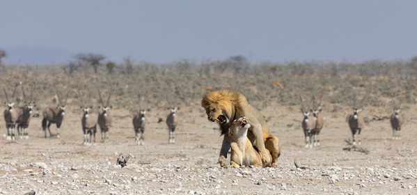 Photograph Max Levine Nature Show on One Eyeland