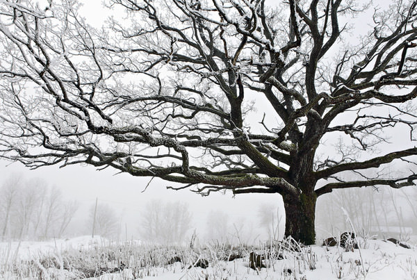 Photograph Elmer Laahne Tree Of Life on One Eyeland