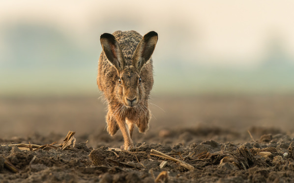 Photograph Damian Stopczynski Eye To Eye on One Eyeland