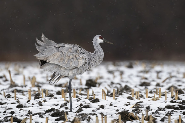 Photograph Tin Sang Chan Sandhill Crane on One Eyeland