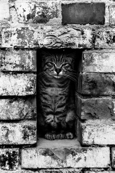 Photograph Vincenzo Iacovoni Cat In The Hole on One Eyeland