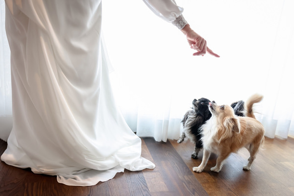 Photograph Mischa Baettig The Bride And The Dogs on One Eyeland