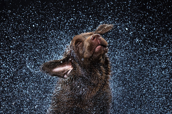 Photograph Lustre Photoproduction Chocolate Labrador on One Eyeland