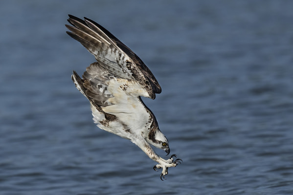 Photograph Tin Sang Chan Full Speed Ahead Osprey on One Eyeland
