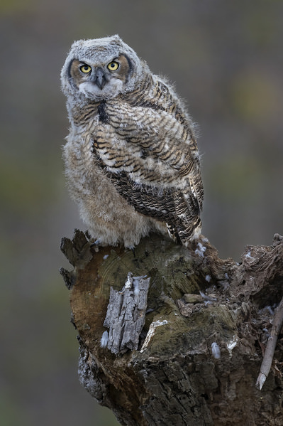 Photograph Tin Sang Chan Great Horned Owl on One Eyeland