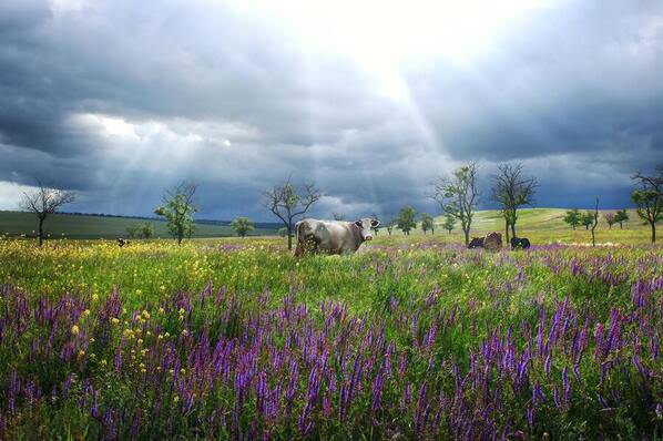 Photograph Misha Zorin Colours Of Steppe on One Eyeland