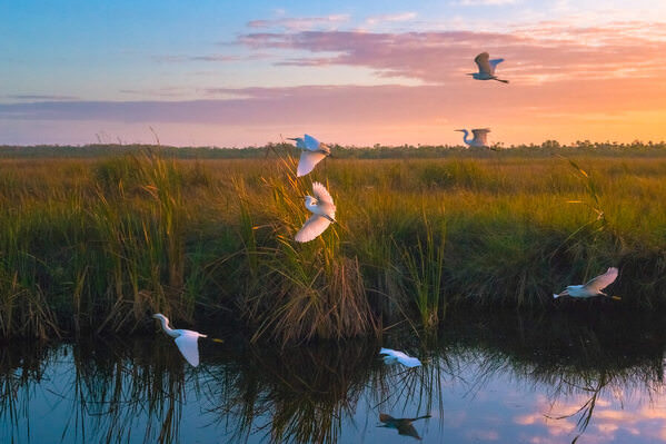 Photograph Noel Benadom The Early Birds on One Eyeland