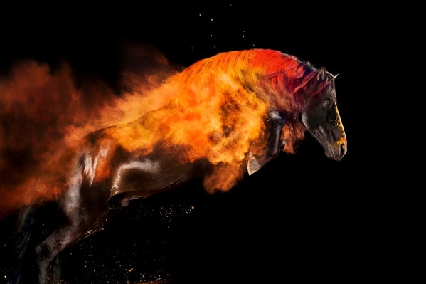 Photograph Andrea Zachrau Phoenix Horse on One Eyeland
