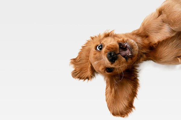 Photograph Lustre Photoproduction Fanny Puppy on One Eyeland