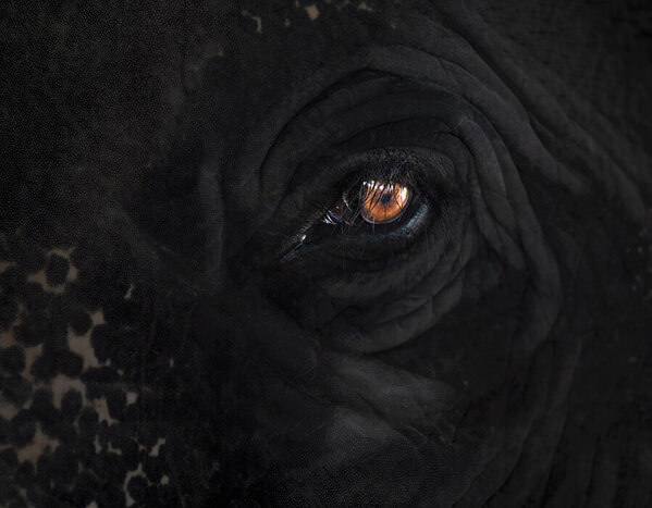 Photograph Do Trong Danh Eye Elephant on One Eyeland