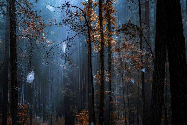 Photograph Krzysztof Tollas Forest Cobwebs In The Morning on One Eyeland