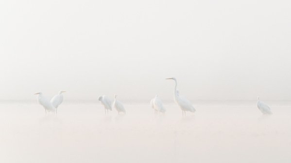 Photograph Damian Stopczynski White on One Eyeland