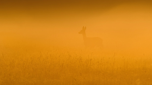Photograph Damian Stopczynski Gold on One Eyeland