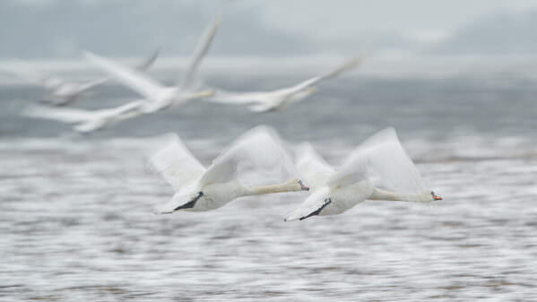 Photograph Damian Stopczynski Swans on One Eyeland
