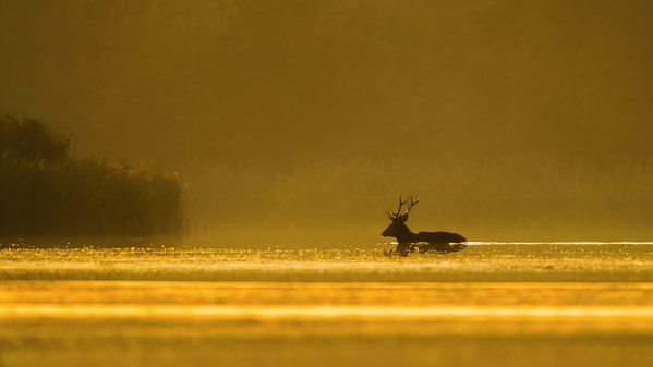 Photograph Damian Stopczynski Golden Morning on One Eyeland
