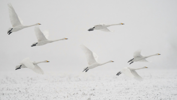 Photograph Damian Stopczynski Swans on One Eyeland
