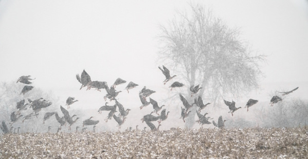 Photograph Damian Stopczynski Geese on One Eyeland