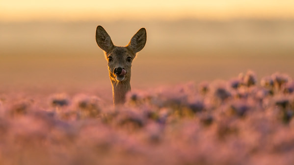 Photograph Damian Stopczynski In Phacelia on One Eyeland