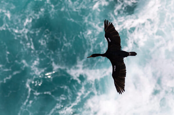 Photograph Andy Pollard Birds Eye Cormorant on One Eyeland