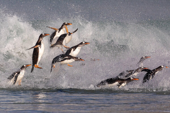 Photograph Andy Pollard Flying Gentoo Penguins on One Eyeland