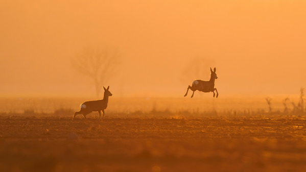 Photograph Damian Stopczynski Roe Deers on One Eyeland