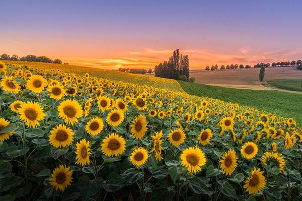 Photograph Marc Barthelemy Sunflowers on One Eyeland