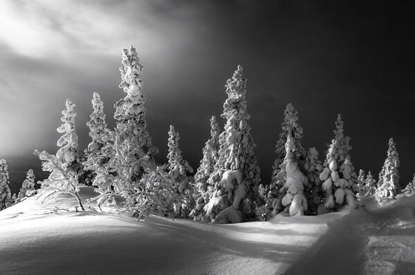 Photograph Tatiana Biriukova Winter Trees on One Eyeland