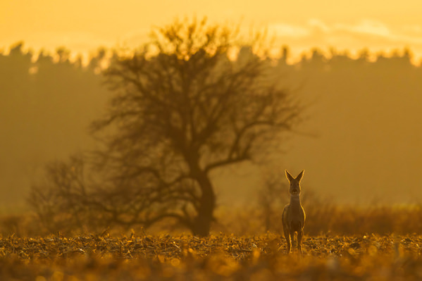 Photograph Damian Stopczynski Roe Deer on One Eyeland