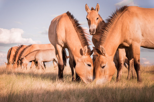 Photograph Evgeny Ivanov Wild Horses on One Eyeland