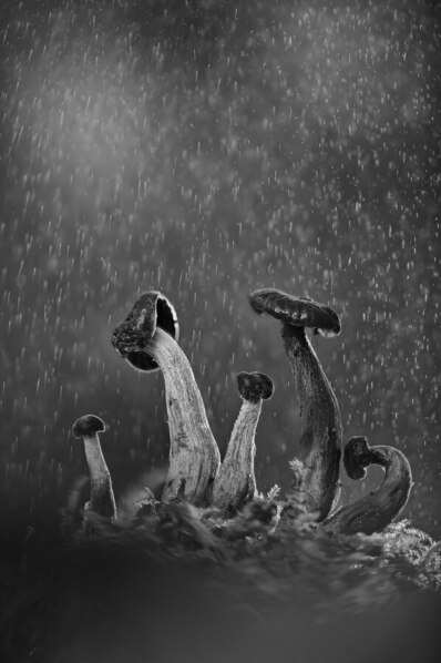 Photograph Angi Wallace Mushrooms In The Rain on One Eyeland
