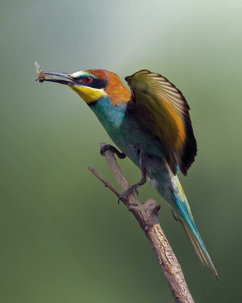 Photograph Francesco Schillaci Bee Eater on One Eyeland