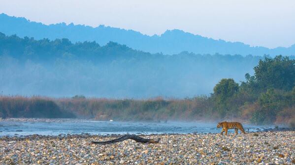 Photograph Sudhakar Kumar Tigerscape on One Eyeland